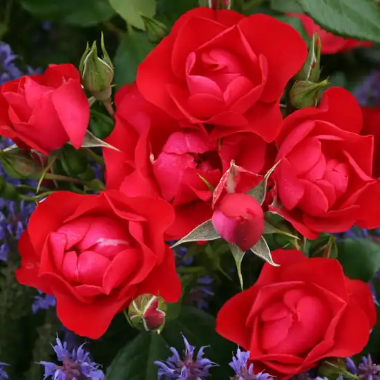 -18°C - Trandafiri - Black Forest Rose® - 